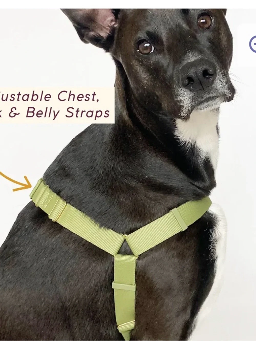 AWOO Roam Harness in Large & Infinity Leash